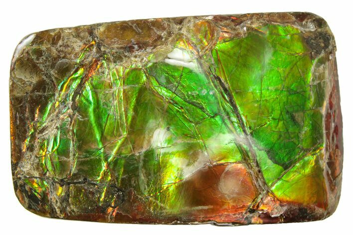 Iridescent Ammolite (Fossil Ammonite Shell) - Alberta, Canada #236397